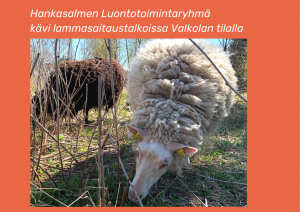 Hankasalmen Luontotoimintaryhmä kävi lammasaitaustalkoissa Valkolan tilalla. Kuvassa kaksi lammasta.